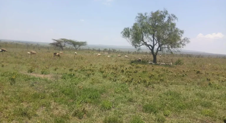 Enkereyian Red Soil Kajiado